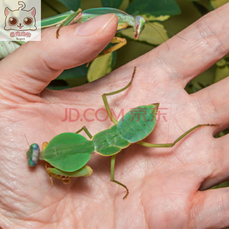 豆乐奇(douleqi)活体宠物非洲幽灵螳螂另昆虫活体眼斑大刀广斧刺花
