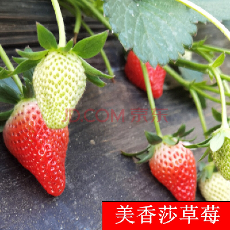 带花带果食用牛奶草莓秧南北方当年结果阳台 美香莎草莓【20棵】送2棵