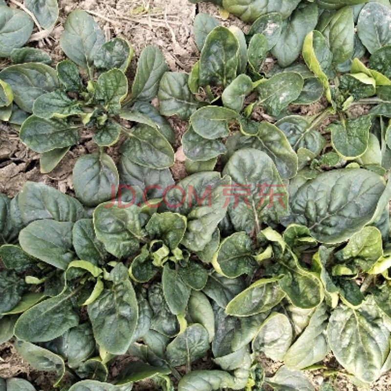 应季厚叶趴地新鲜土菠菜露天霜冻菠菜短杆红根小菠菜无公害 1斤菠菜