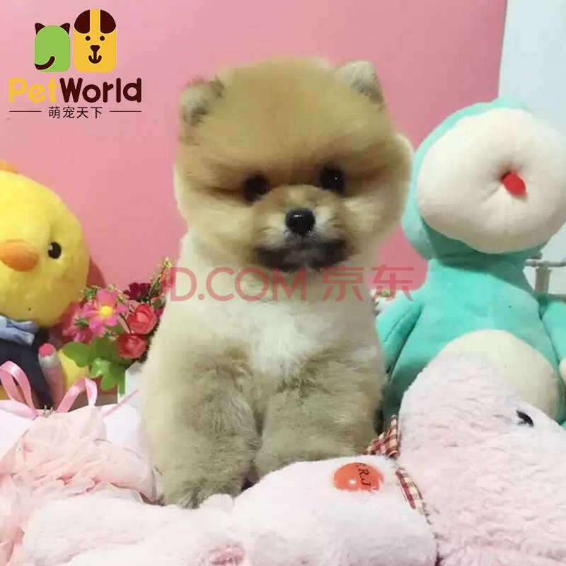 【30天健康保障】纯种博美幼犬茶杯犬可爱长不大网红狗小型犬俊介犬