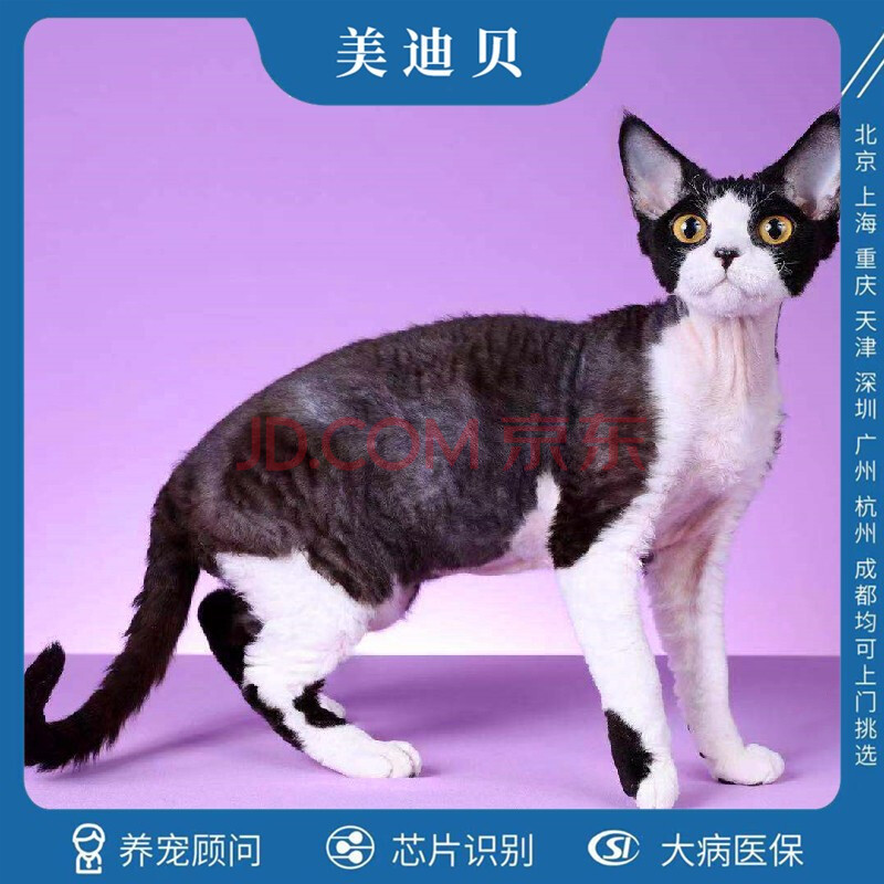 【90天质保】上海猫舍德文卷毛猫纯种幼体公母宠物猫