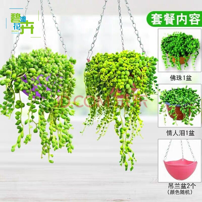 垂吊植物倒挂金钟金边吊兰绿萝常春藤盆栽植物四季长青室内阳台爬藤