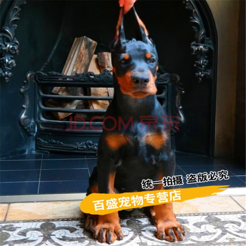 纯种血统德系杜宾犬 幼犬 出售赛级杜宾活体小幼崽 宠物狗大型护卫
