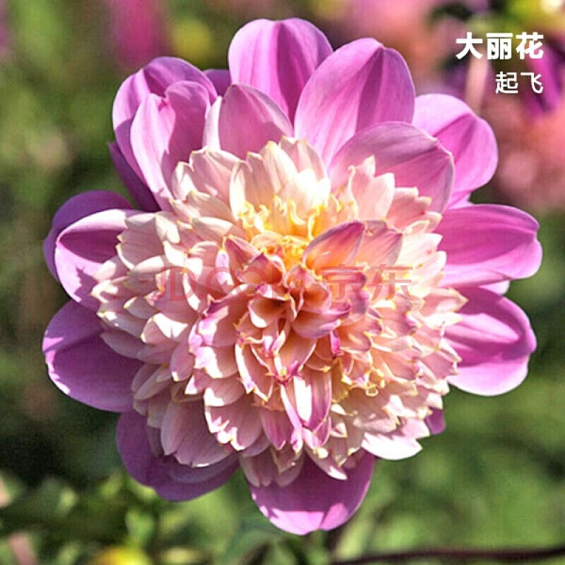 大丽花种球庭院四季红苕花大丽花块根四季荷兰大丽花球根苗子 起飞