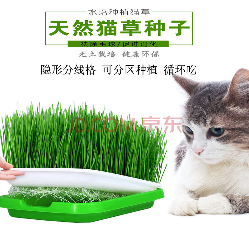 猫草种子猫薄荷小麦种猫零食助消化吐去毛球猫草水培套装猫咪用品