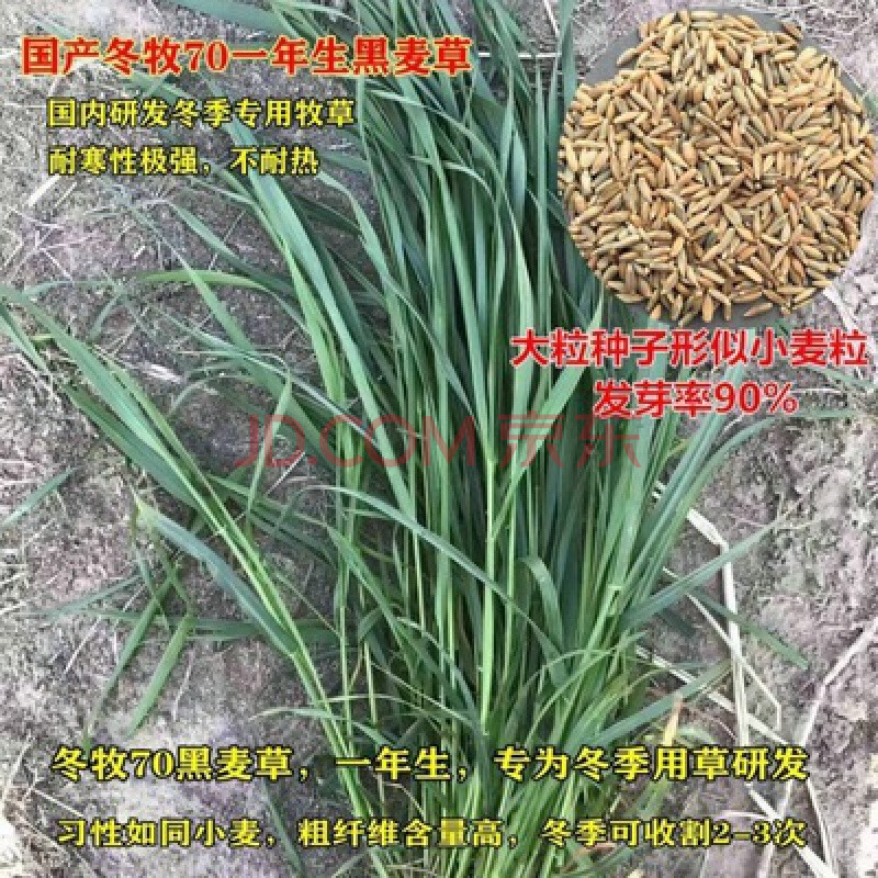 四季牧草种子多年生牧草黑麦草大叶晚熟杂交王草种籽牛羊驴猪鱼兔