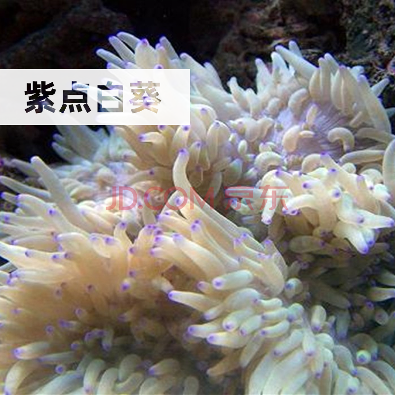 海葵活体水族紫点白色公主海葵红紫须红肚葵绿蓝紫地毯双色千手佛观赏