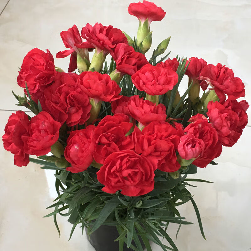 思芊康乃馨盆栽大花苗室内阳台母节康乃馨四季开花绿植花卉 红色一号