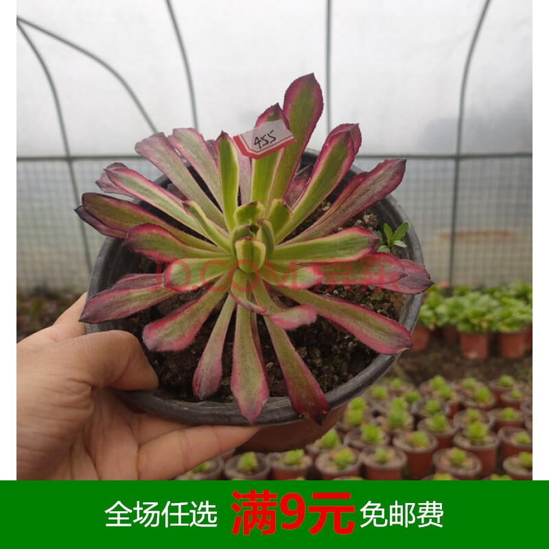 法师三仙之一 红覆轮法师 一物一拍 多肉植物 绿植花卉 455号单头15