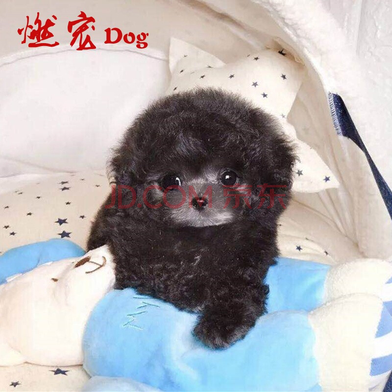 【燃宠】 小型犬纯种泰迪熊犬幼犬活体宠物狗狗贵宾犬不掉毛高智商