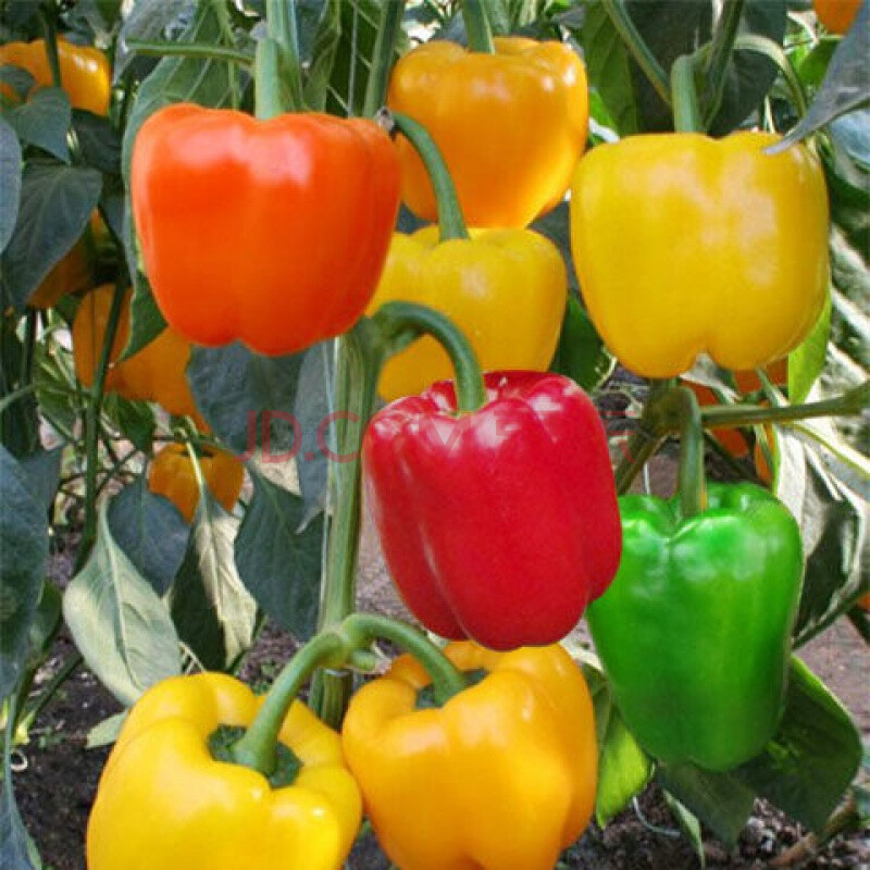 五彩甜椒种子 高产抗病春季季节四季种植 灯笼椒苗蔬菜孑大菜椒籽
