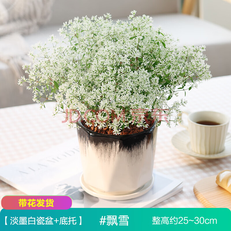 植物室内外阳台花卉四季开花易活小绿植 飘雪带花 陶粒淡墨瓷盆 底托