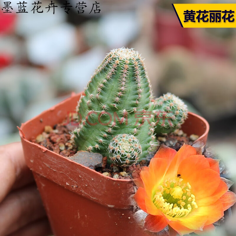 园艺 中间丽花稀有橙黄色花仙人球大花仙人掌多肉植物