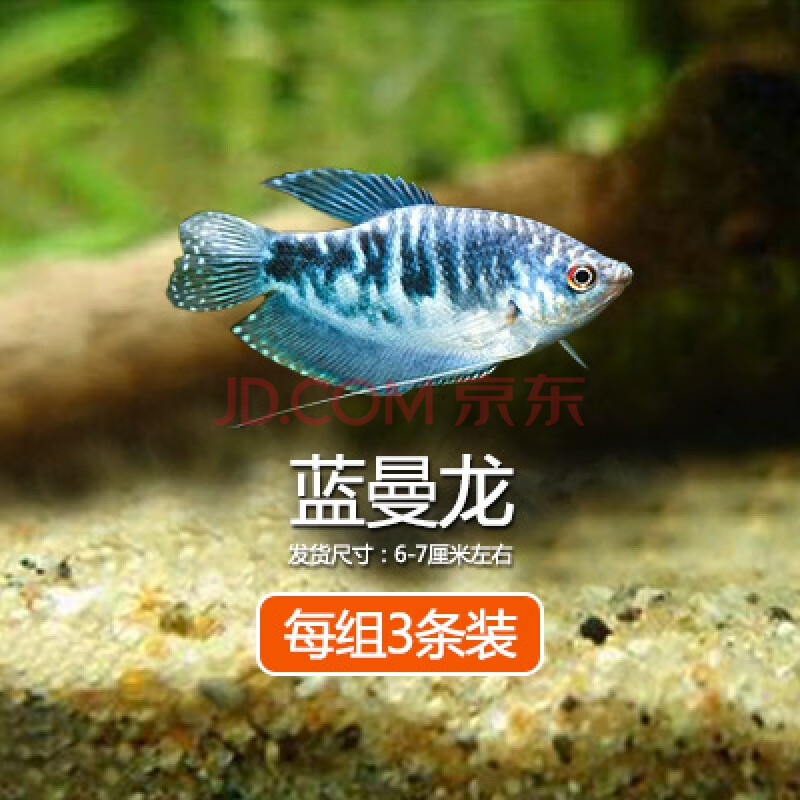 丽丽鱼观赏鱼马甲球鱼黄蓝曼龙吃蛋白虫七彩丝足鱼苹果刚果美人鱼 7cm