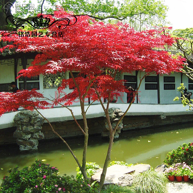 日本红枫树苗庭院种植南方北方名贵风景树小苗出猩猩红枫盆景盆栽日本