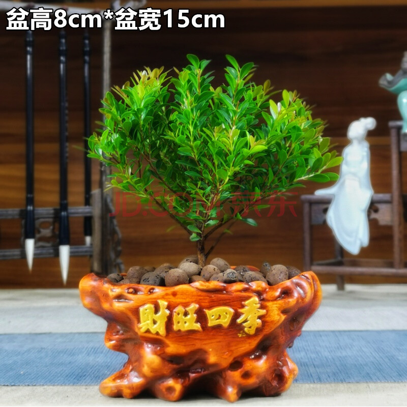 小叶赤楠盆景盆栽金丝楠木微型迷你植物茶几室内阳台四季常青绿植 财
