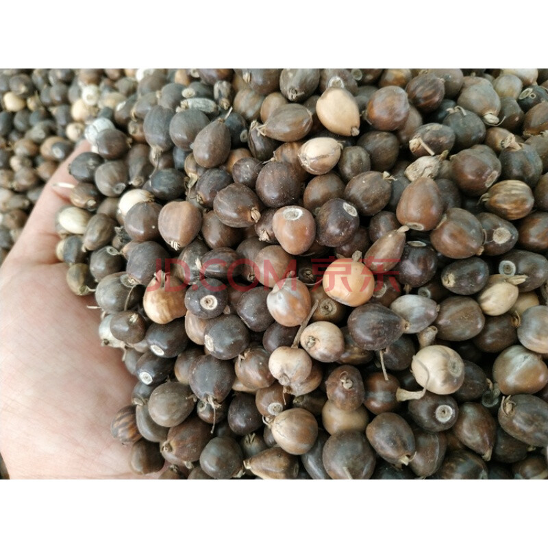 尿珠子根尿珠子500g菩提子草珠子文玩草菩提打碗石