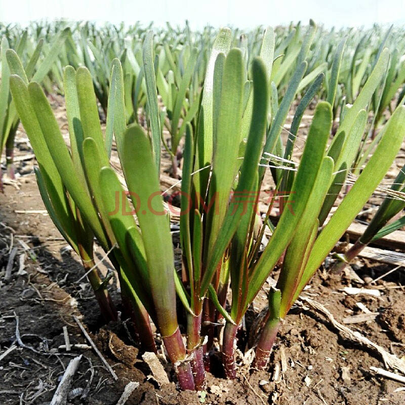 大禹 紫根韭菜根盆栽苗菜籽种根冬季蔬菜种子耐寒种籽当季宽叶红韮菜