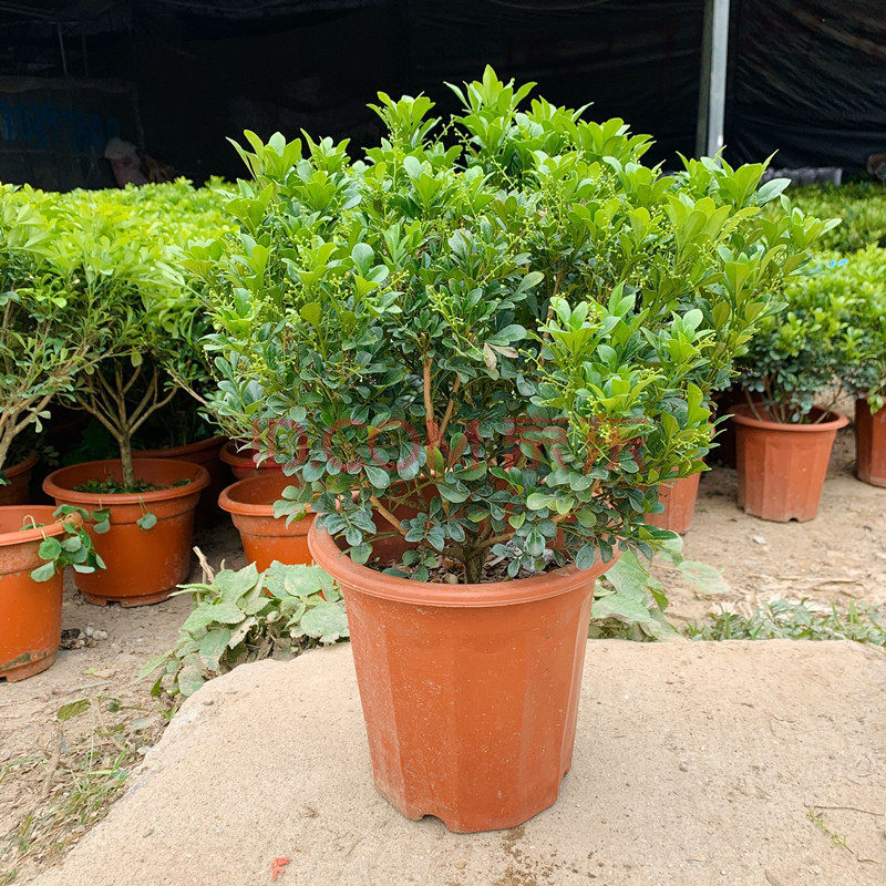 米兰花盆栽苗植物室内香味四季开花绿植香花盆景客厅卧室带花发货 四