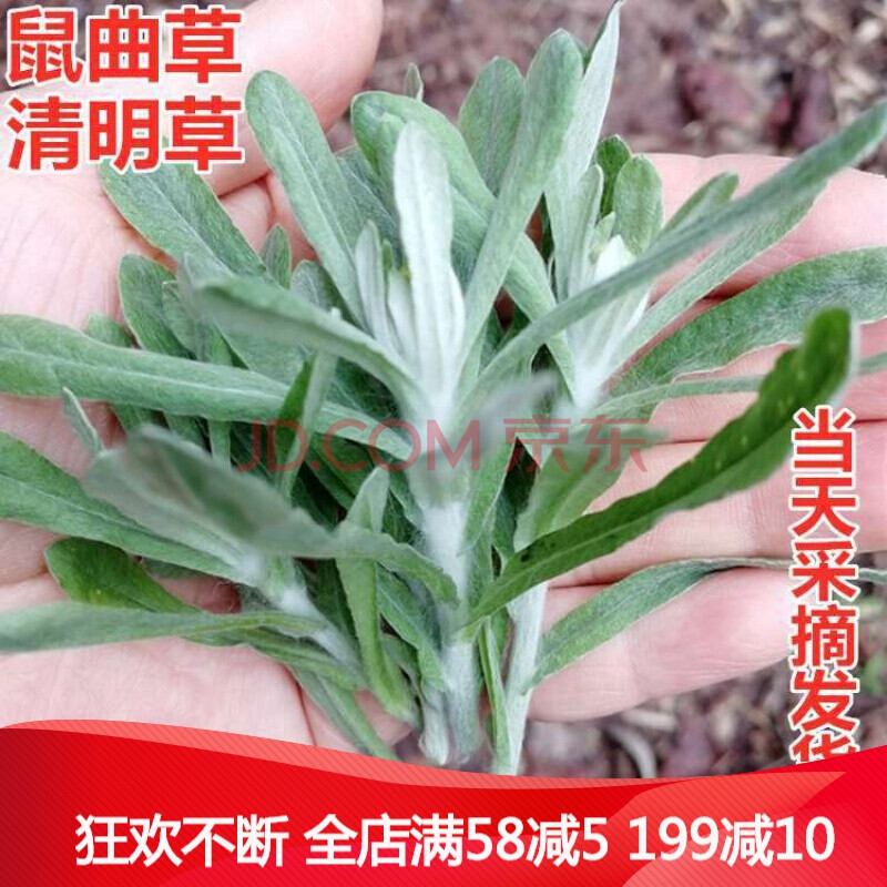 福建新鲜鼠曲草清明草佛耳毛草鼠麴田艾草500g清明果团菜材料【3月28