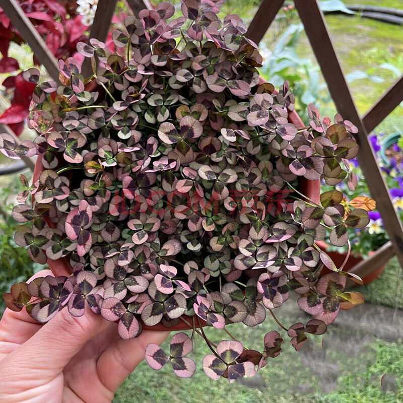 三叶草盆栽 耐寒三叶仙草彩叶车轴草 庭院阳台组盆小植物 紫粉 不含盆
