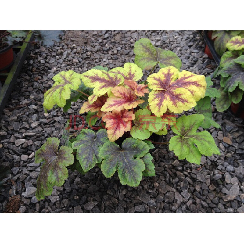 矾根植物大苗盆栽 矾根花籽观叶花盆 冬季室内阳台庭院盆花组合 黄金