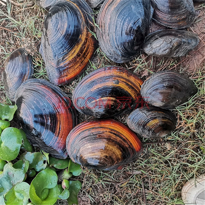 河蚌新鲜活体 食用河蚌蛤蜊河蚌肉河蚌海巴子带壳3只 腾旺纳跃 大小