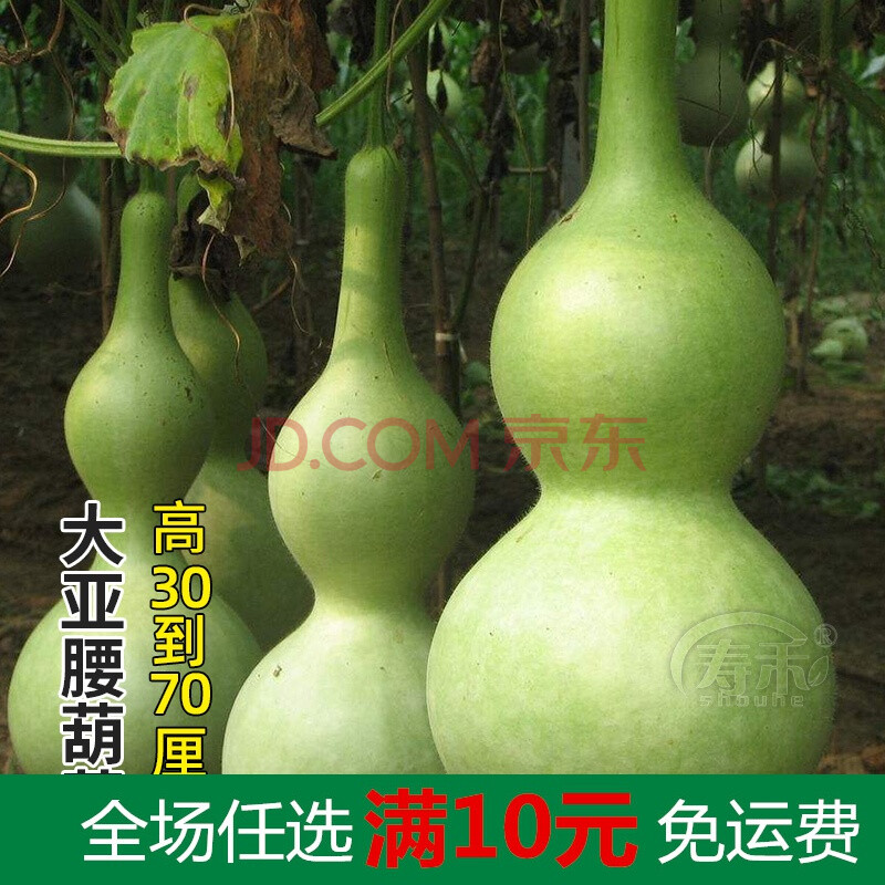 种籽手捻种子超大大文玩秧特小苗孑草里金小葫芦籽种 大亚腰葫芦种子