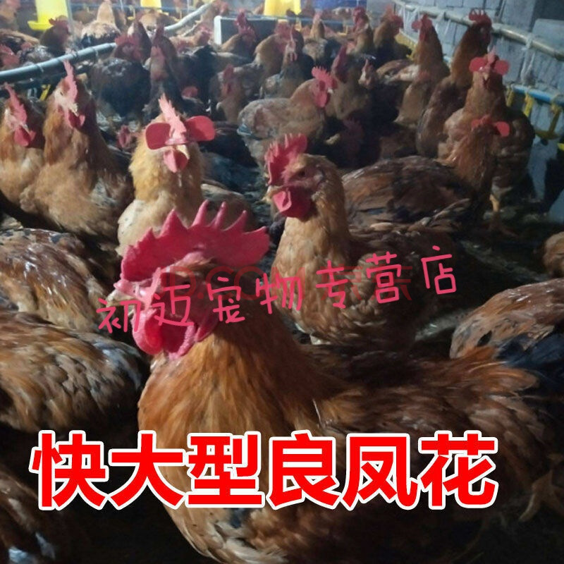 (云贵川当天到)贵州土鸡鸡苗活体苗五黑鸡苗红毛大k9.