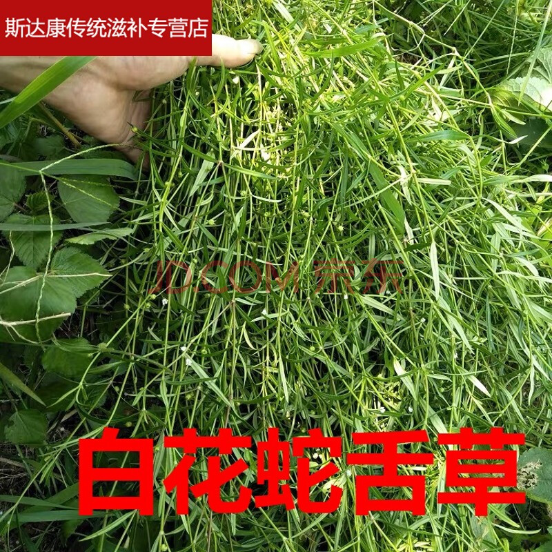 伟博伟博精选福建本地青草药白花蛇舌草500g干货中药材蛇舌草推荐图片