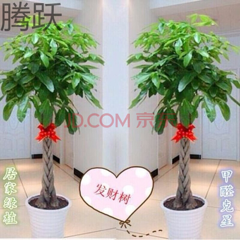 腾跃金钱树发财树八方来财 凤尾竹平安树幸福树大型绿植盆栽含盆的