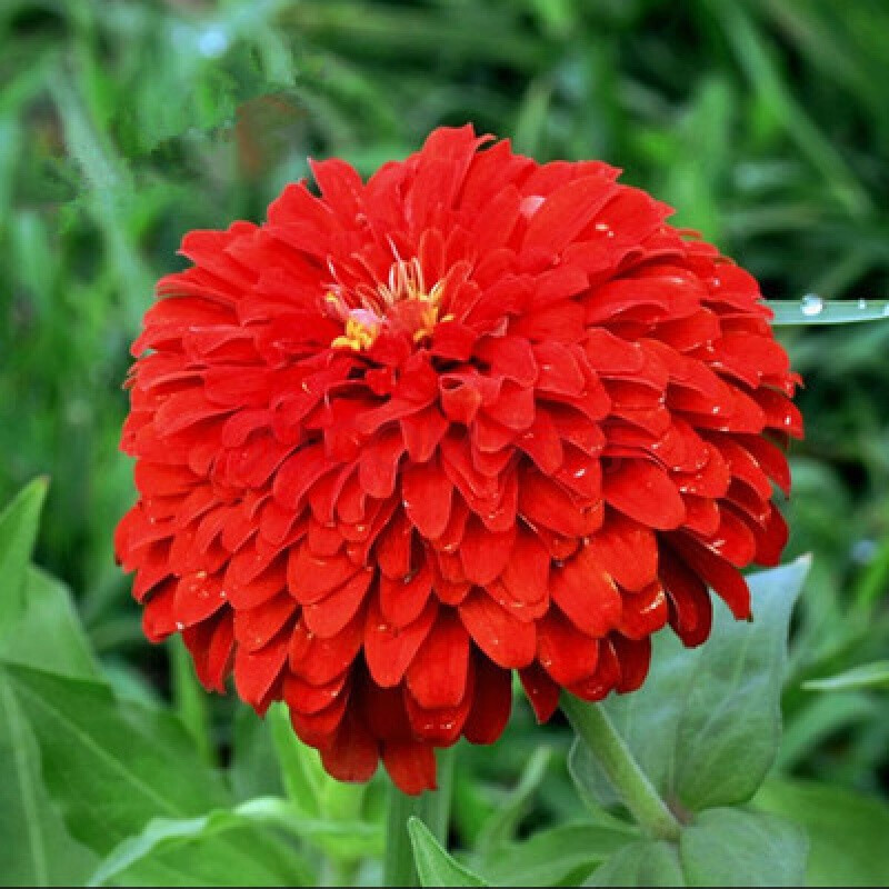 虹毅 花种矮杆混合百日草花籽重瓣盆栽庭院开花四季易种花草户外路边