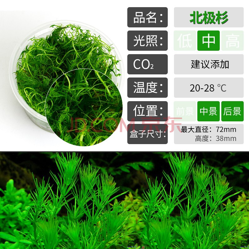 水草缸活体水草迷你矮珍珠爬地红绿宫廷moss莫斯造景植物无菌杯 派采