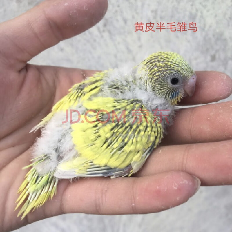 萌萌哒小鸟活体雏鸟宠物手养人15-25天幼鸟虎皮牡丹玄凤黄化珍珠鹦鹉
