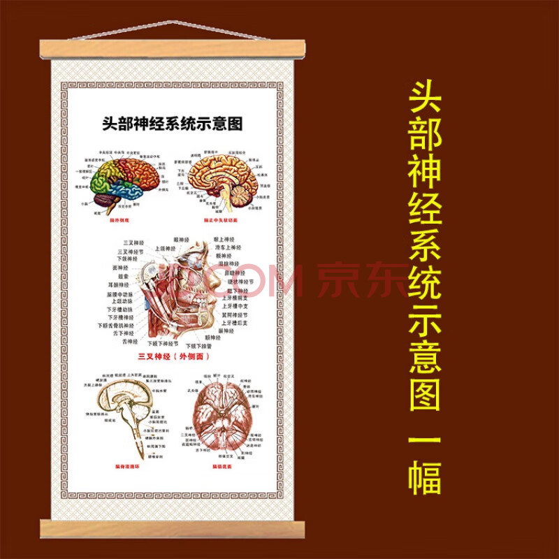 人体内脏结构图 人体内脏挂图解剖示意图五脏六腑器官图肌肉骨骼神经