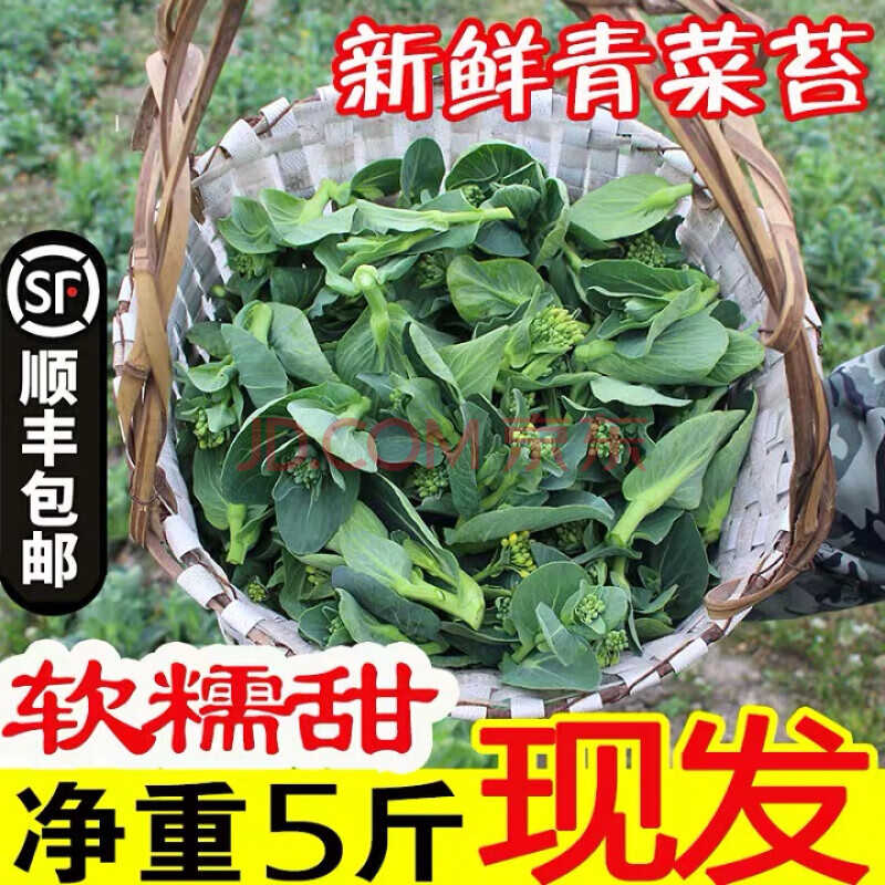 5斤装新鲜青菜苔新鲜菜心新鲜蔬菜现摘青菜菜苔菜头顺丰 2500g