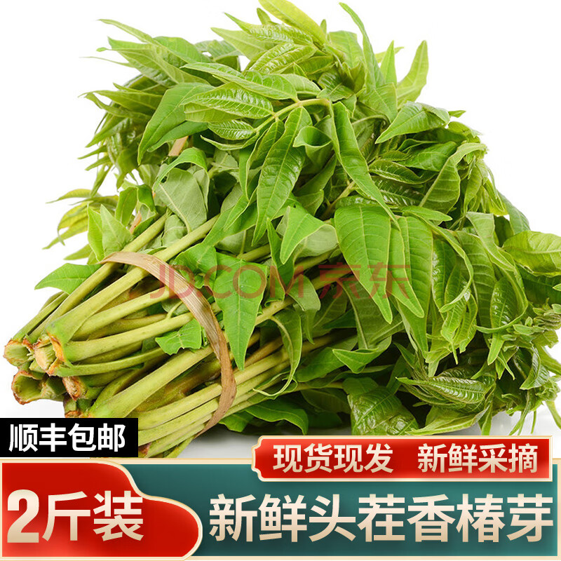 休鲜酷 春季头茬香椿芽新鲜露天香椿叶现摘现发农家特产蔬菜香椿菜红