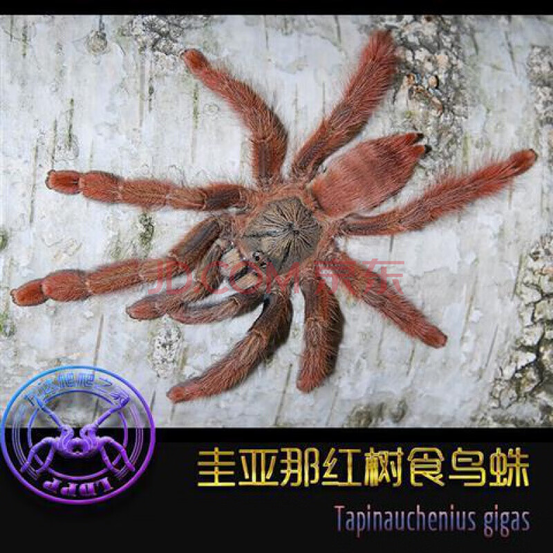 智利火玫瑰/红玫瑰所罗门多哥海格力斯橙巴布金直间 圭亚那红树1-2cm