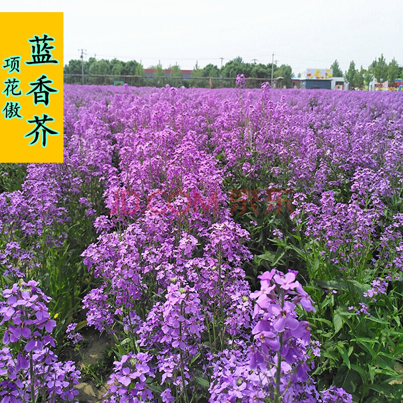 项花傲 户外花卉蓝香芥种子多年生宿根花卉种子四季种易活花籽香花芥