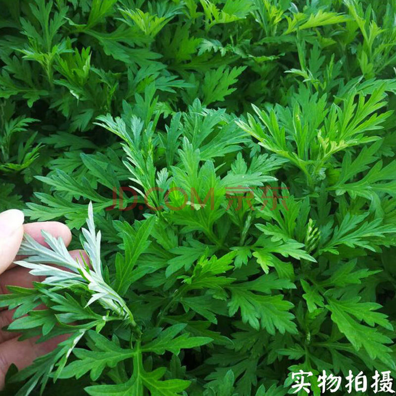 鼠曲草新鲜艾草清明草野菜软菊蒿粑粑清明菜青团果原材料 新鲜青团