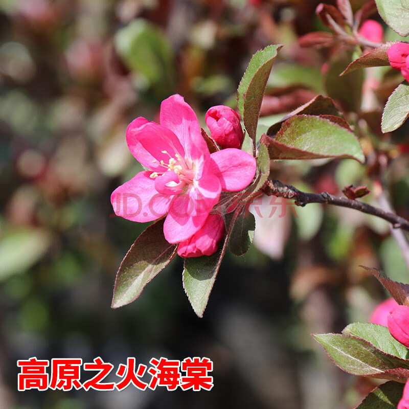 富满升 海棠花树苗西府盆栽垂丝花卉植物老桩长寿冠庭院四季开花海棠