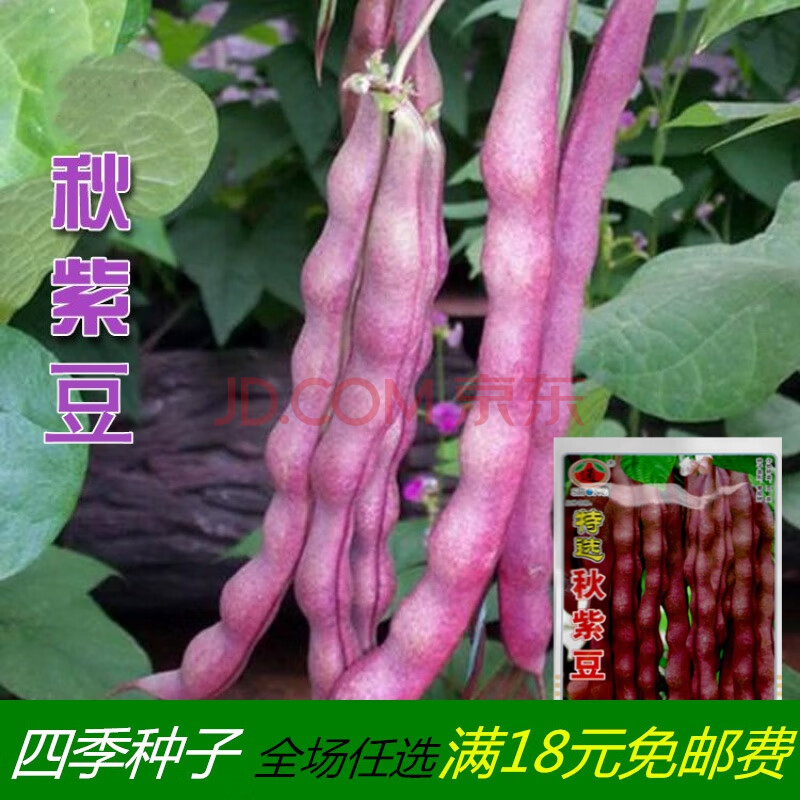 东北油豆角种籽四季豆无架豆种子大全特大高产春秋农家红豇豆种孑 秋