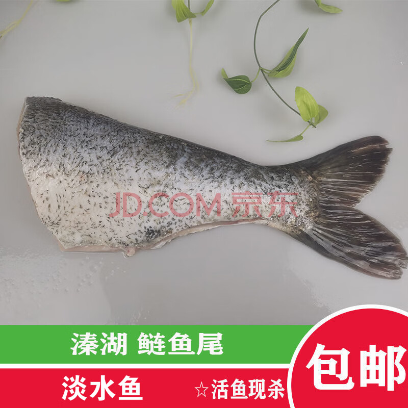 静境 花鲢鱼尾现杀现发红烧鱼块烤鱼 白鲢鱼尾 5-8尾共8斤