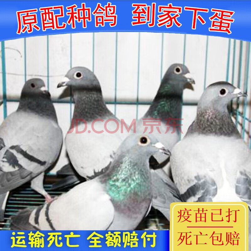 元宝种鸽一公一母幼鸽大型观赏鸟两头乌落地王彩头乌 灰羽王种鸽一对