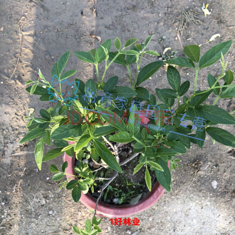 潮汕红花 仙草 抹草 春草吉祥草阳台盆栽喜庆吉祥植物