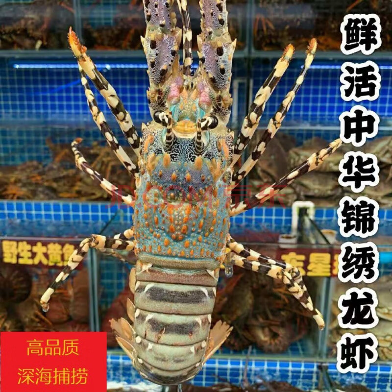 中华锦绣大龙虾鲜活澳洲花龙新鲜水产冰鲜海虾1.4斤-2.