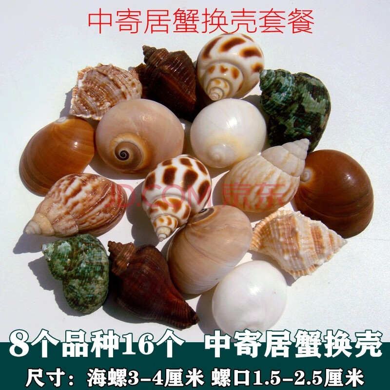 工艺品小贝壳幼儿园装饰品手工制作海螺手工艺贝壳材料扇形旅游区 中