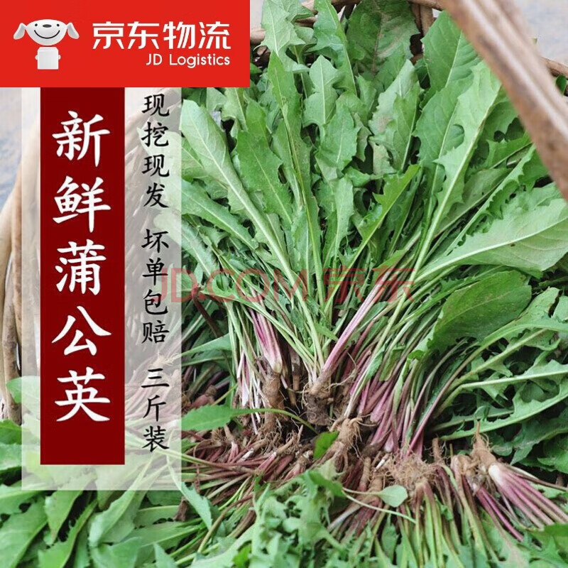 新鲜野生蒲公英当季现挖野菜 露天苦菜 3斤装 蒲公英 婆婆丁 4斤