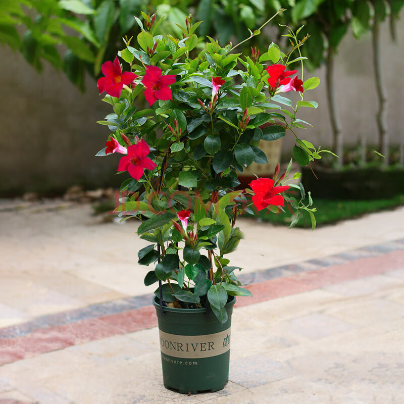 飘香藤双喜藤四季开花爬藤植物带花苞盆栽室内庭院阳台 飘香藤红色带