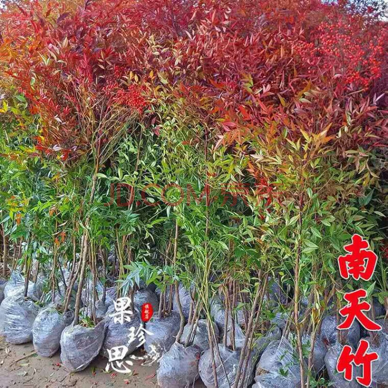 心之顺 火焰南天竹树苗禄植盆栽抗冻耐寒花卉大树花草植物四季庭院盘